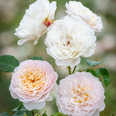 Rose ‘Emily Brontë’ English Shrub Rose 6L