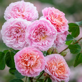 Rose ‘Eustacia Vye’ English Shrub Rose 6L