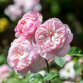 Rose 'Gentle Hermione' English Shrub Rose 6L