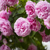 Rose ‘Gertrude Jekyll’ English Climbing Rose 6L