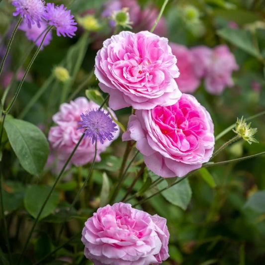 Rose 'Gertrude Jekyll' English Shrub Rose 6L