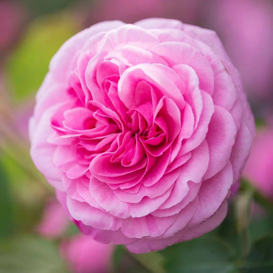 Rose ‘Gertrude Jekyll’ English Shrub Rose 6L