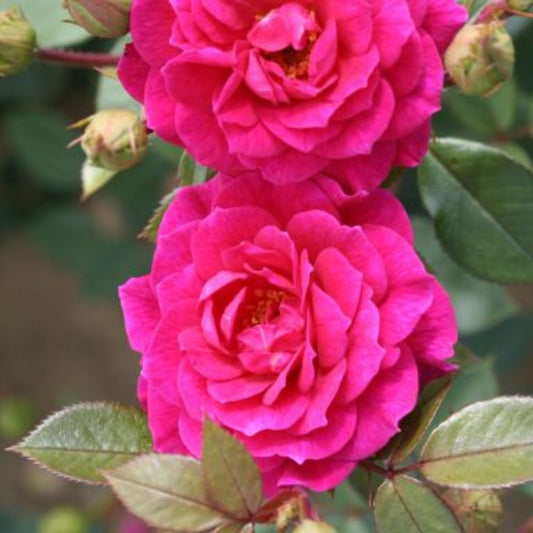 Rose 'Gloriana' Climbing Rose 4L