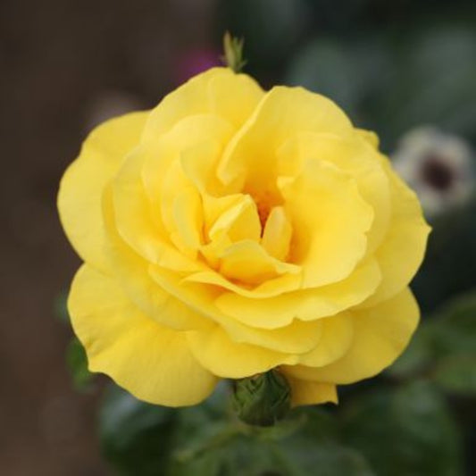Rose 'Golden Wedding' Floribunda Rose 3L