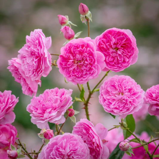 Rose 'Harlow Carr' English Shrub Rose 6L