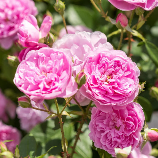 Rose 'Harlow Carr' English Shrub Rose 6L