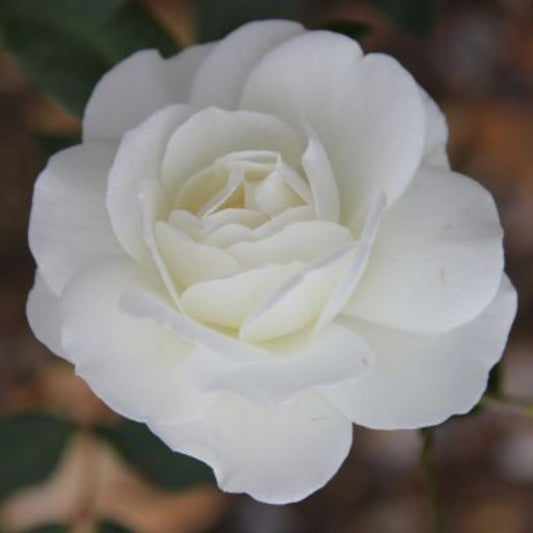 Rose 'Iceberg' Floribunda Rose 3L