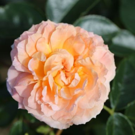 Rose 'It's A Wonderful Life' Floribunda Rose 3L