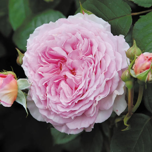 Rose 'James Galway' English Climbing Rose 6L