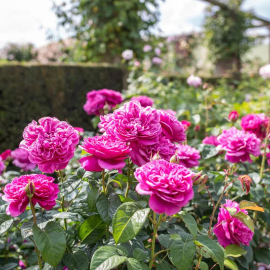 Rose ‘James L. Austin’ English Shrub Rose 6L