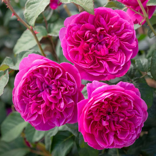 Rose ‘James L. Austin’ English Shrub Rose 6L