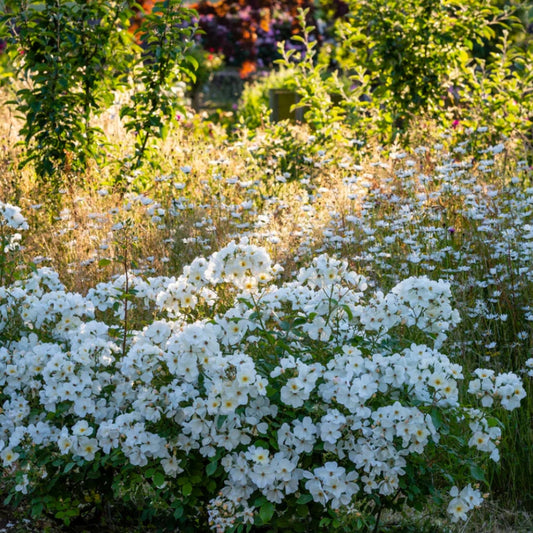 Rose 'Kew Gardens' English Shrub Rose 6L