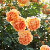 Rose 'Lady of Shalott' English Shrub Rose 6L