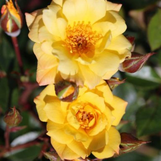 Rose 'Laura Ford' Climbing Rose 4L