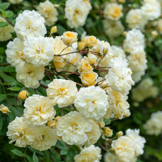 Rose 'Malvern Hills' English Rambling Rose 6L