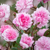 Rose 'Mary Delaney' English Climbing Rose 6L