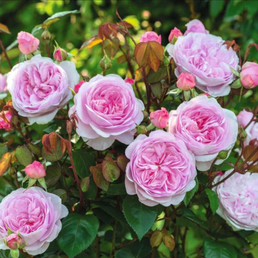 Rose ‘Olivia Rose Austin’ English Shrub Rose 6L