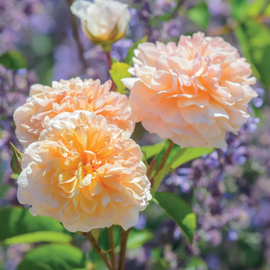 Rose 'Port Sunlight' English Shrub Rose 6L