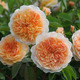 Rose 'Port Sunlight' English Shrub Rose 6L