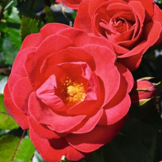 Rose 'Precious Ruby' Floribunda Rose 3L