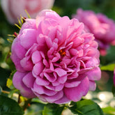 Rose 'Princess Anne' English Shrub Rose 6L