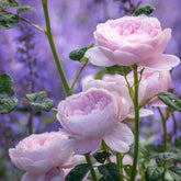 Rose 'Queen of Sweden' English Shrub Rose 6L