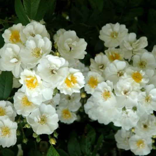 Rose 'Rambling Rector' Rambling Rose 4L