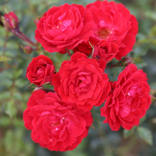 Rose 'Raspberry Royale' Patio Rose 3L