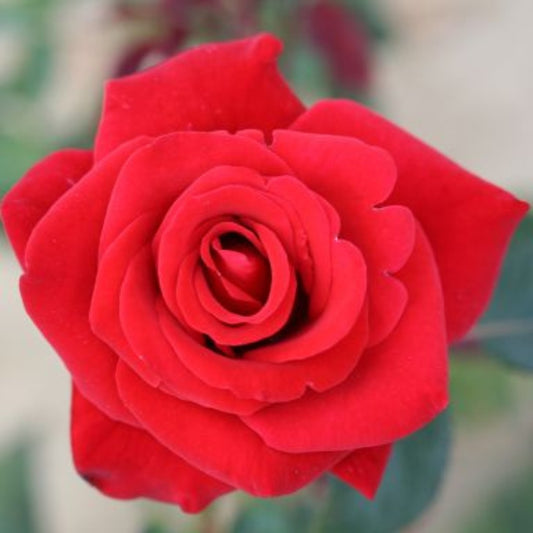 Rose 'Ruby Wedding' Hybrid Tea Rose 3L