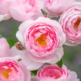 Rose 'Scepter'd Isle' English Shrub Rose 6L