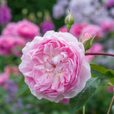 Rose ‘Silas Marner’ English Shrub Rose 6L