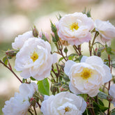 Rose 'Sir David Beckham' English Shrub Rose 6L