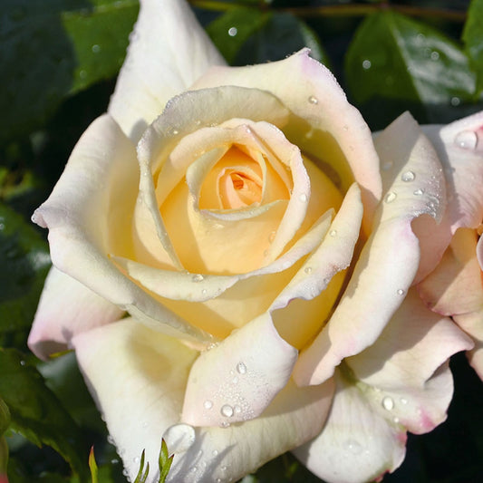 Rose ‘Special Day’ Shrub Rose 3L