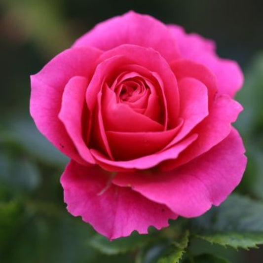 Rose 'Starlight Express' Climbing Rose 4L
