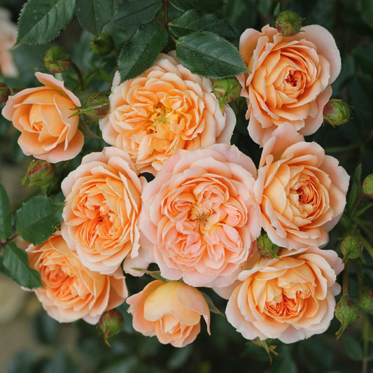 Rose 'Sweet Dreams' Patio Rose 3L