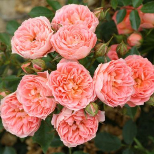 Rose 'Sweet Wonder' Patio Rose 3L