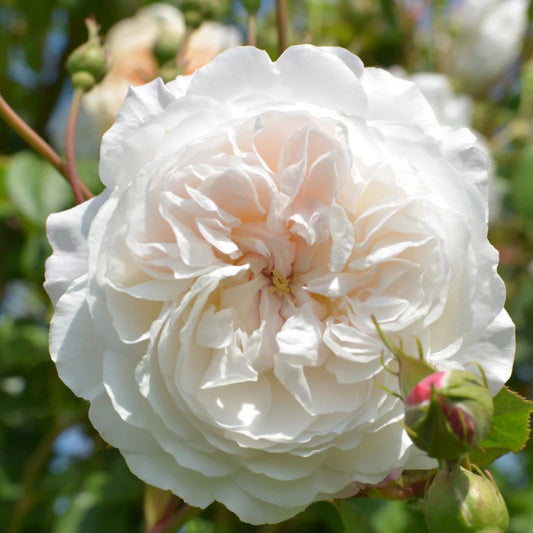 Rose ‘The Albrighton Rambler’ English Rambling Rose 6L