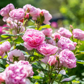 Rose ‘The Ancient Mariner’ English Shrub Rose 6L