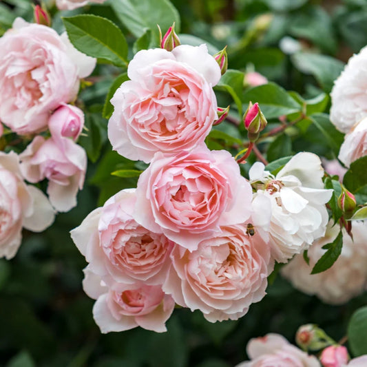 Rose 'The Generous Gardener' English Climbing Rose 6L