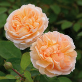 Rose ‘The Lady Gardener’ English Shrub Rose 6L