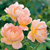 Rose 'The Lark Ascending' English Rose Shrub 6L