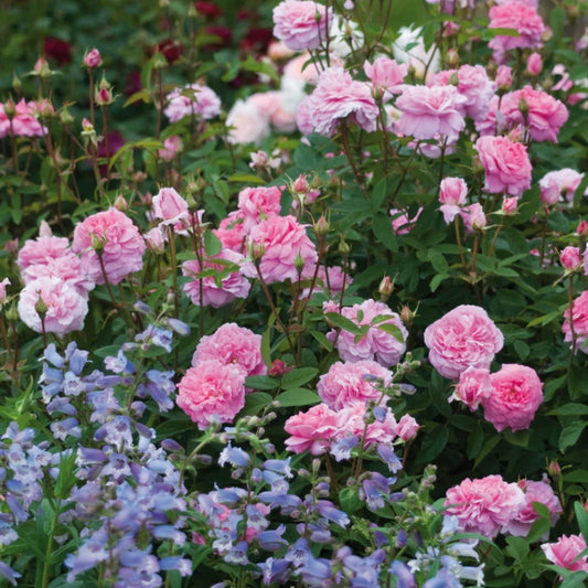 Rose 'The Mayflower' English Shrub Rose 6L