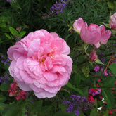 Rose 'The Mayflower' English Shrub Rose 6L