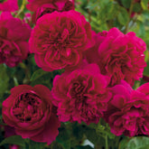 Rose ‘Thomas à Becket’ English Shrub Rose 6L