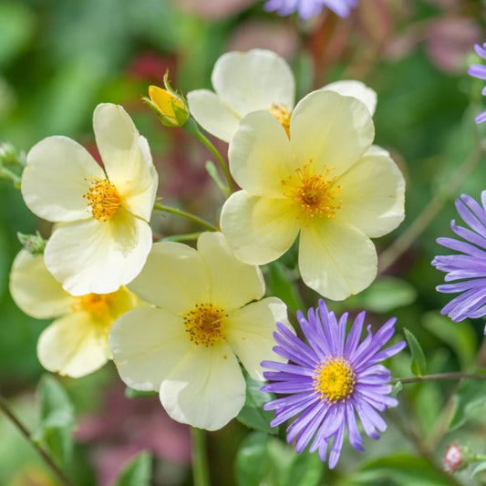 Rose ‘Tottering-by-Gently’ English Shrub Rose 6L