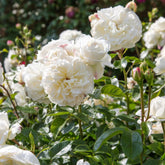 Rose 'Tranquillity' English Shrub Rose 6L