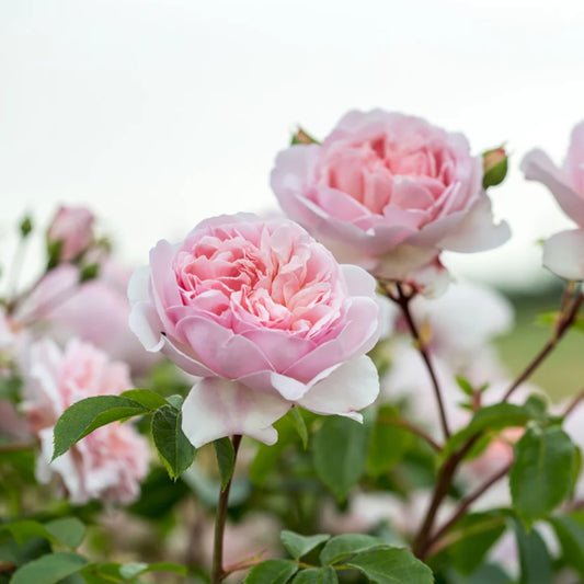 Rose 'Wildeve' English Shrub Rose 6L