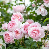 Rose 'Wildeve' English Shrub Rose 6L