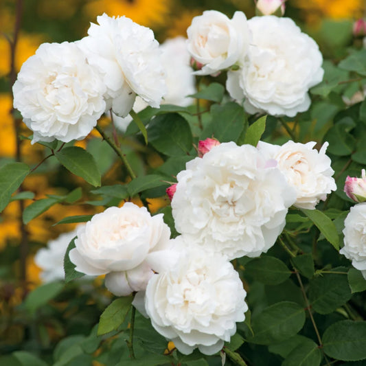Rose 'William & Catherine' English Shrub Rose 6L