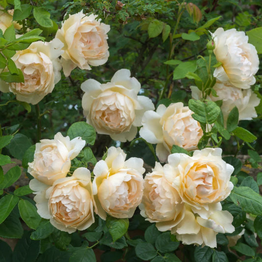 Rose ‘Wollerton Old Hall’ English Climbing Rose 6L